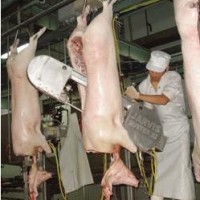 猪屠宰流水线设备 BVI型带式劈半锯查维斯jarvis美国进口屠宰设备 屠宰机械生产厂家